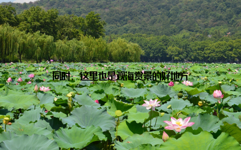 同时, 这里也是观海赏景的好地方