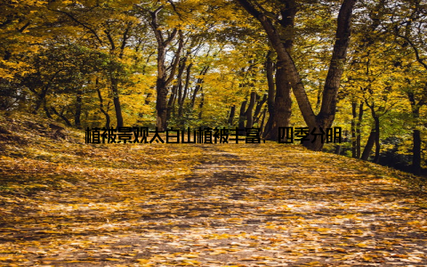 植被景观太白山植被丰富, 四季分明